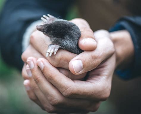 Mole Removal - Covenant Wildlife