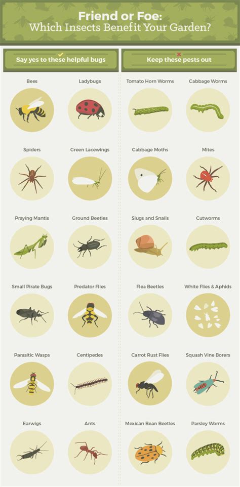 Everything You Need To Know About Getting Rid Of Common Garden Pests ...