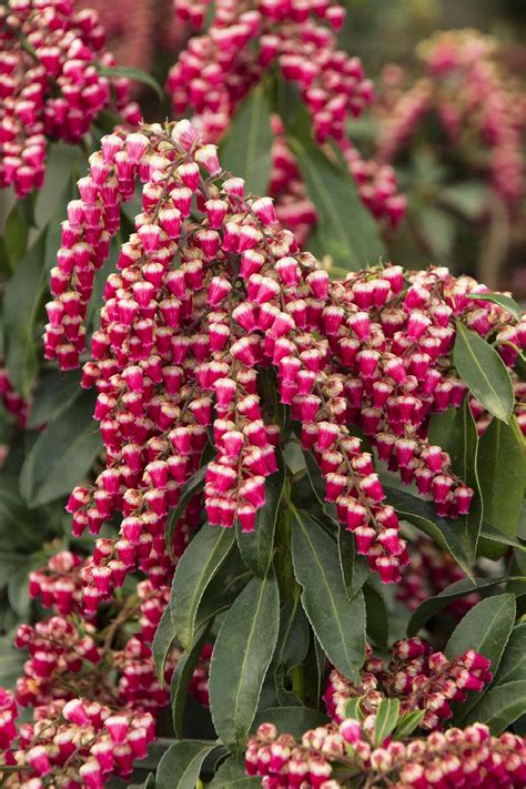 Enchanted Forest® Gay Goblin™ Pieris, Monrovia Plant