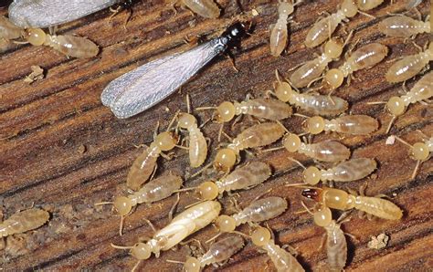 Silent destroyers: Tips to spot termites and prevent infestation | | news-journal.com