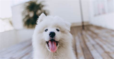 White Long Coat Small Dog · Free Stock Photo