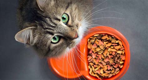 The Best Grain Free Cat Food - Which One To Choose, And Why?