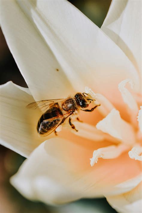 Bee during Pollination · Free Stock Photo