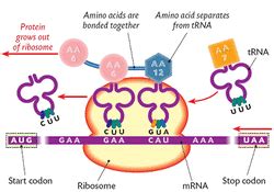 What are the differences between mRNA, rRNA, and tRNA? - A Guide To genetics