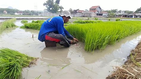 CARA BERTANI MENANAM PADI DI SAWAH PALING TEPAT - YouTube