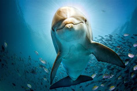 2048x1152 Dolphin Hd 2048x1152 Resolution HD 4k Wallpapers, Images, Backgrounds, Photos and Pictures