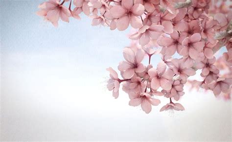 Sakura Flower Wallpapers - Wallpaper Cave