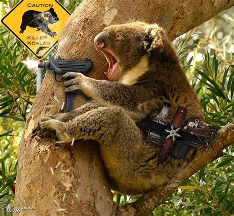 Funny koala, Koala, Drop bear