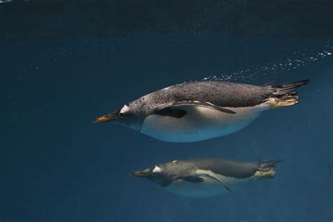 Gentoo Penguins Swimming Underwater Photograph by Hiroya Minakuchi - Fine Art America