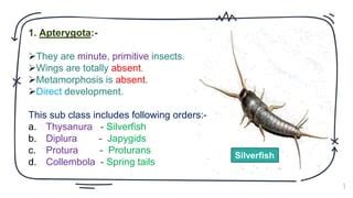 Order: Insecta Classification | PPT