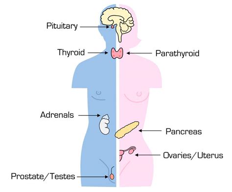 Endocrine System, Nervous System and Hormonal Reactions NEET Notes | EduRev