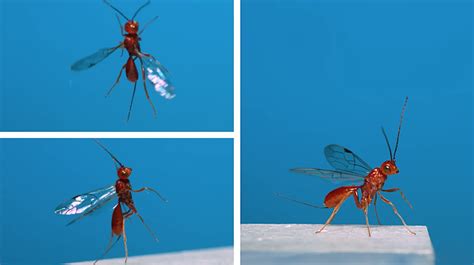 “Filming this changed how I see wasps!” – The Kid Should See This