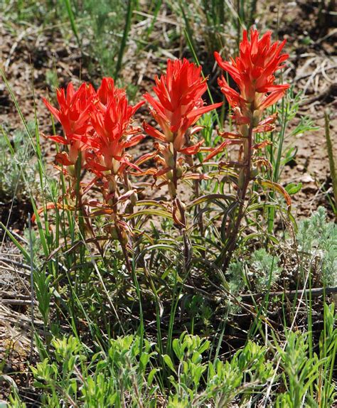 Texas Paintbrush / Indian Paintbrush - Justin Seed