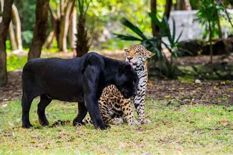 Panther | Black panther, Florida panther - BigCatsWildCats