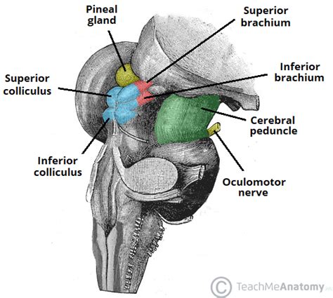 The Midbrain - Colliculi - Peduncles - TeachMeAnatomy