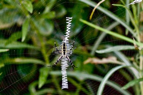 Garden Spider (Argiope aurantia) | Spidapedia Wiki | FANDOM powered by Wikia