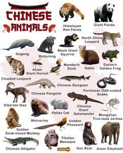 Chinese Animals – Facts, List, Pictures