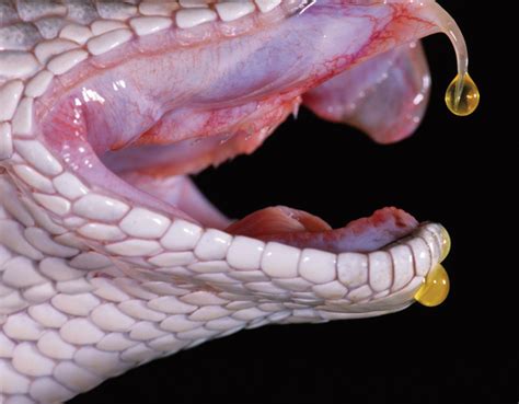 Snake Venom is Nature's Most Effective Killer | Popular Science