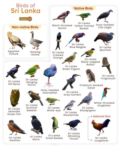 List of Birds Found in Sri Lanka with Pictures