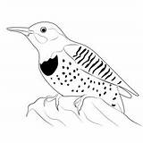 Bigstock Pileated Woodpecker Coloring Page For Kids  Free Woodpeckers sketch template
