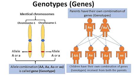 Genotype: Definition, Meaning, Types & Examples