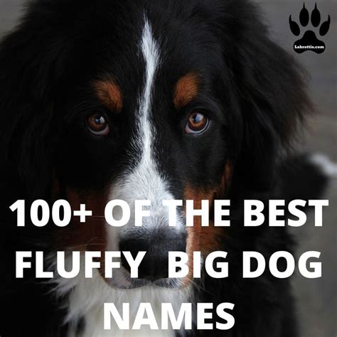 106 Best Fluffy Dog Names | Labrottie.com | Dog names, Big dog names ...