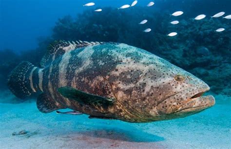 photo of goliath grouper | Grouper, Saltwater fishing, Marine fish