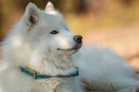 Premium Photo | A white dog with a blue collar and a blue collar is laying on the grass.