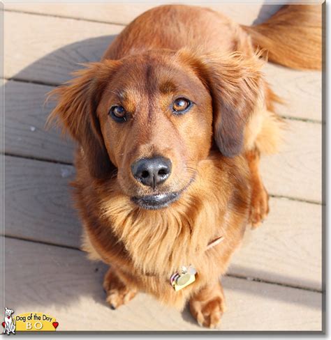 Bo - Dachshund/Golden Retriever mix - March 17, 2017