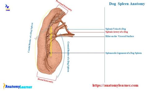 Dog Spleen Anatomy - Location, Normal Size, and Shape with Diagram » AnatomyLearner ...