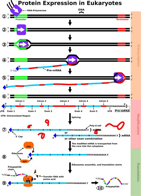 DNA Replication, RNA, Transciption, Translation, .pdf