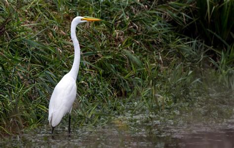 "Great White Egret" Images – Browse 44,209 Stock Photos, Vectors, and ...