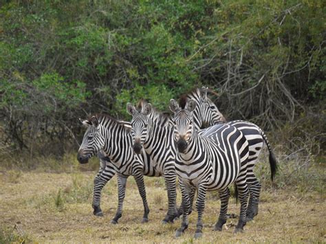 safari, no people, tanzania, plains zebra, herd, zebra, stripes, mammals, group of animals ...