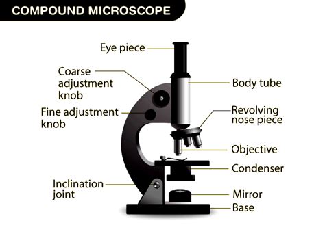 Functions and Parts of a Microscope - Testbook