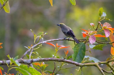 Burung Alam Bulu - Foto gratis di Pixabay - Pixabay