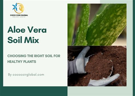 Top 6 Aloe Vera Soil Mix: Choosing the Right Soil for Healthy Plants