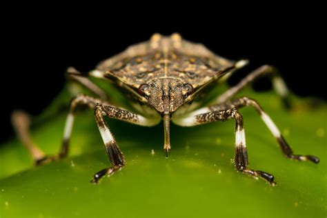 What Do Stink Bugs Eat? | EcoGuard Pest Management