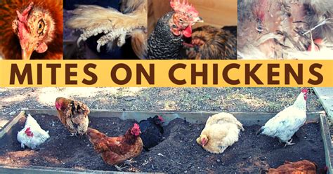 Mites on Chickens: Prevention & Treatment | BackYard Chickens - Learn ...