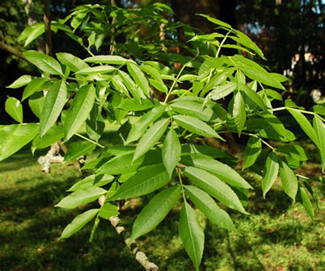 Fraxinus excelsior - EUFORGEN European forest genetic resources programme