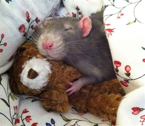 17 Rats Cuddling Miniature Teddy Bears.. That's All. | Baby animals ...