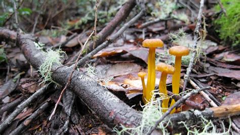 Foraging Yellowfoot Chanterelles