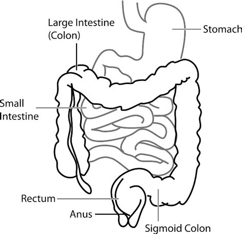 Diagram Digestive System · Free vector graphic on Pixabay