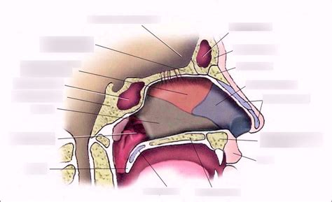 Anatomy of The Nose Diagram | Quizlet