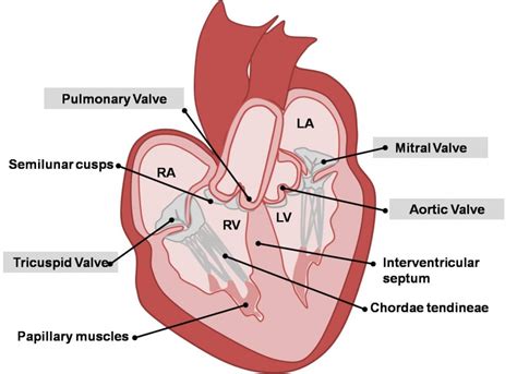 Heart Valve Diagram Labeled Heart Anatomy: Labeled Diagram,