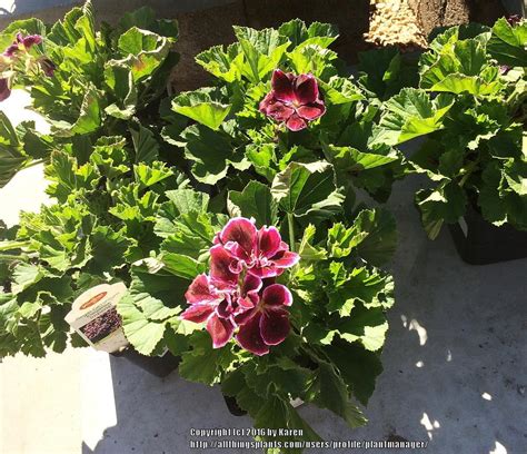 Pelargoniums: Plant Care and Collection of Varieties - Garden.org