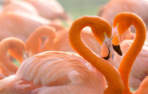 Photo Wallpaper Love, Birds, Background, Heart, Portrait, - Flamingo ...