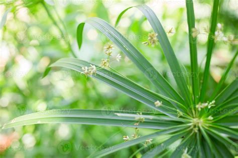 green leaf in nature, nature background 17781937 Stock Photo at Vecteezy