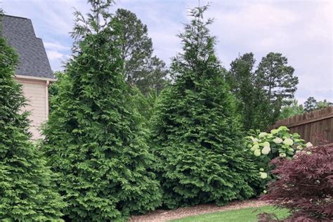 Fast Growing Evergreen Trees for Privacy | 7 Varieties to Plant