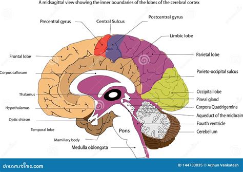 Midsagittal View Of The Brain Labeled