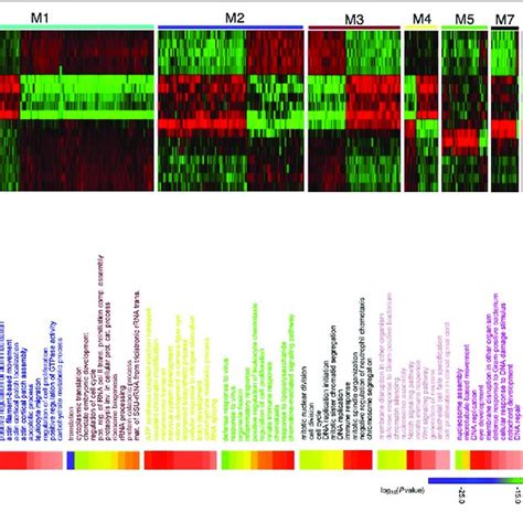 | Network analysis of zebrafish brain regeneration at three stages ...